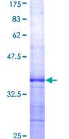 Human BLC / CXCL13 Protein (Recombinant GST)