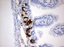 Monoclonal Mouse BrdU Antibody (clone 4A3, IHC, IF)