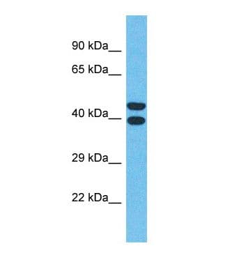 OR4Q3 Antibody (C-Terminus)
