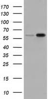 SNX9 / WISP Antibody (clone OTI1E2, Carrier-free)