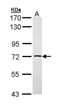 TXNDC3 Antibody (aa270-550)