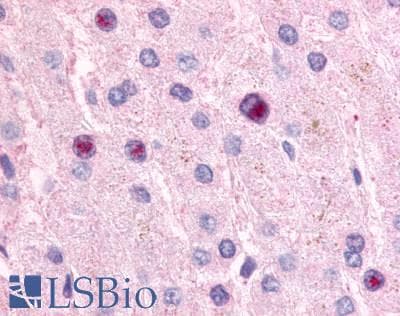 PathPlus™ NR0B2 Antibody (C-Terminus)
