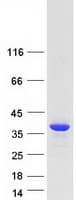 Human CPPED1 Protein (Recombinant Myc-DDK (Flag))