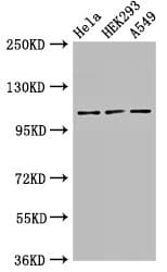 SEC23IP / p125 Antibody
