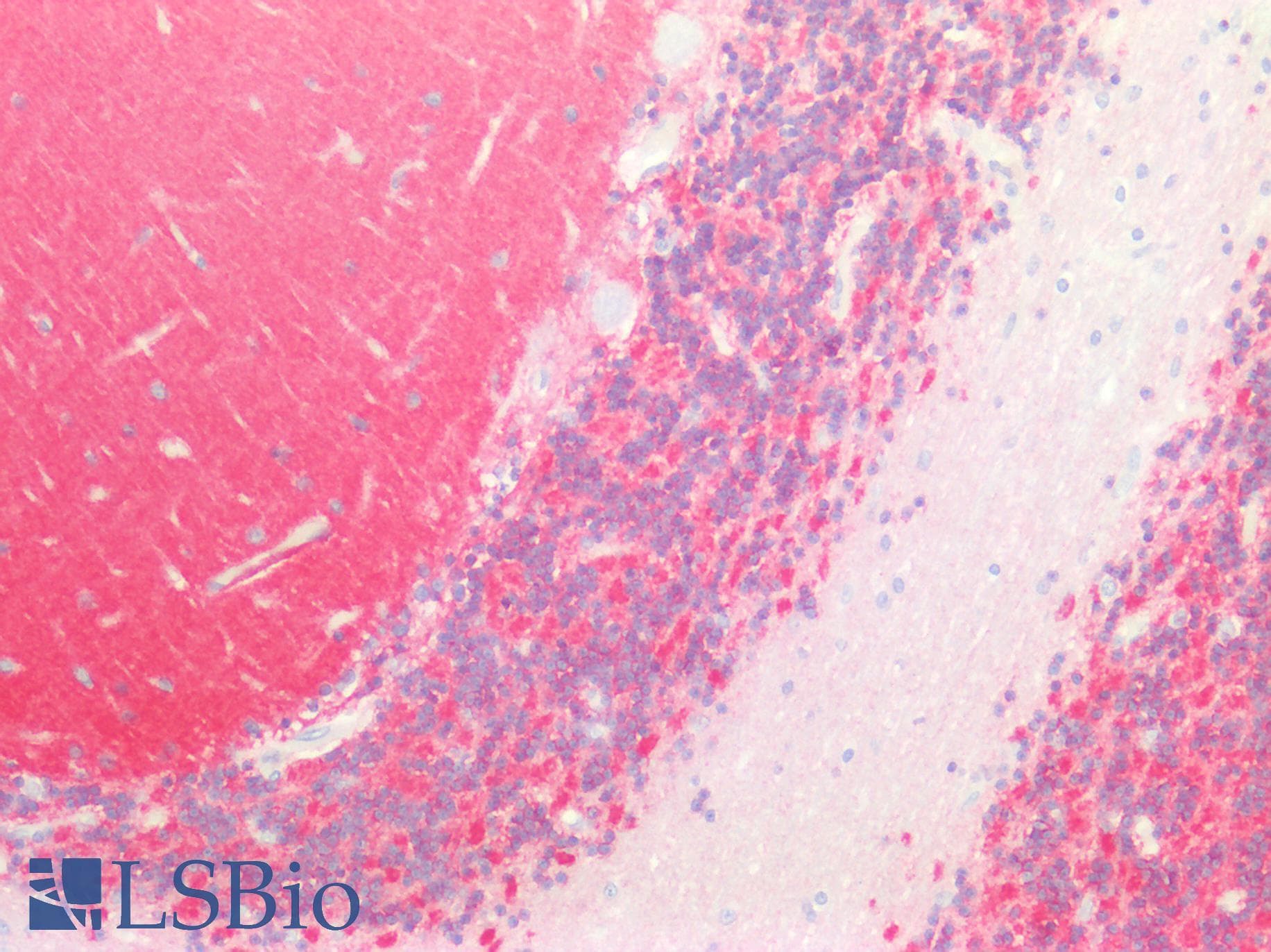 PathPlus™ Monoclonal Mouse anti-Human SIRPA / CD172a Antibody (clone 03, aa1-370, IHC)