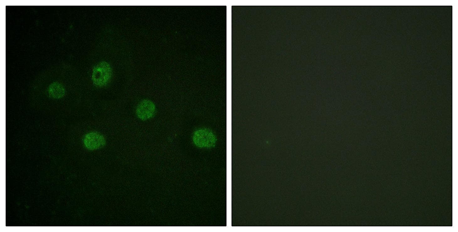 Polyclonal Rabbit anti-Human PRKDC / DNA-PKcs Antibody (Ab-2612, IF)