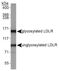 LDLR / LDL Receptor Antibody (Internal, Biotin)