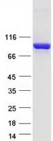 Human DPP9 Protein (Recombinant Myc-DDK (Flag))