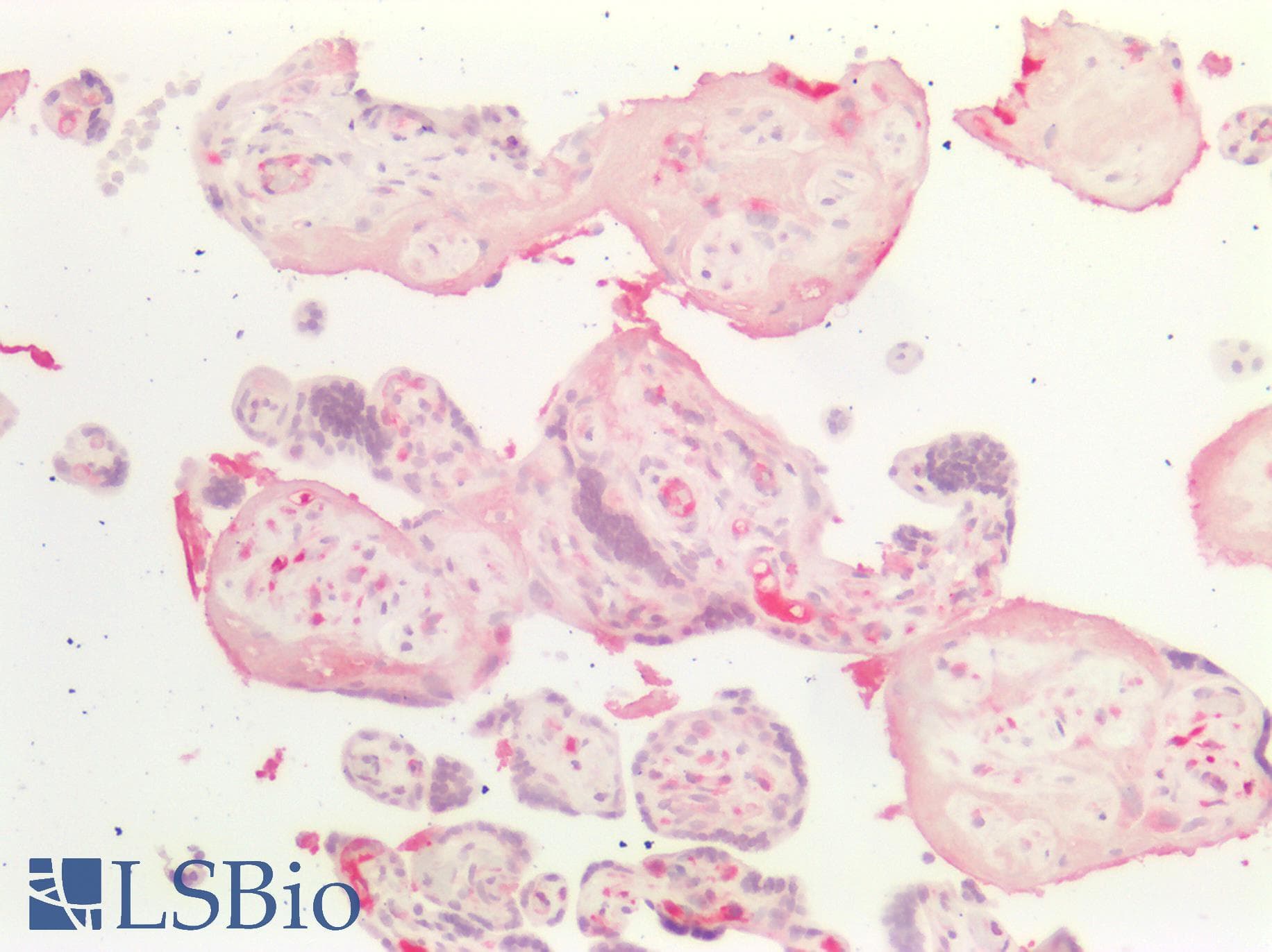 PathPlus™ Osteonectin / SPARC Antibody (clone 2B1)