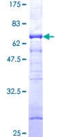 Human PRKAG1 / AMPK Gamma 1 Protein (Recombinant GST)