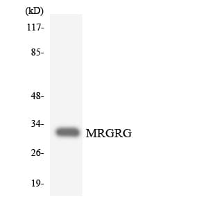 MRGPRG Antibody (aa215-264)