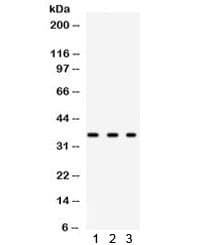 Osteonectin / SPARC Antibody
