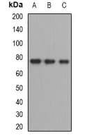 ZBTB48 / HKR3 Antibody
