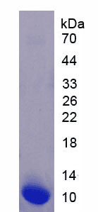 Human EGF Protein (Recombinant His, N-Terminal)