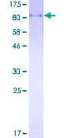 Human UBP1 Protein (Recombinant GST)