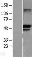 TRIM21 / RO52 Protein (Over-Expression Lysate Myc-DDK (Flag))