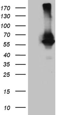 RNF149 Antibody (aa250-383, clone OTI8D7)