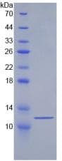 Human HSPA8 / HSC70 Protein (Recombinant His)