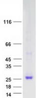 Human PPIF / Cyclophilin F Protein (Recombinant Myc-DDK (Flag))