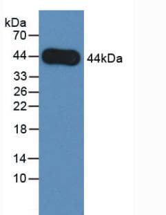 AREG / Amphiregulin Antibody