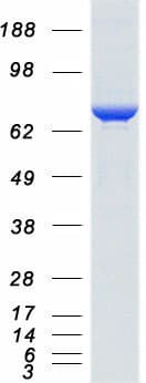 Human HSPA8 / HSC70 Protein (Recombinant Myc-DDK (Flag))