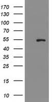 PRMT2 Antibody (clone OTI1A2)