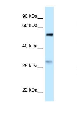 PNO1 Antibody (aa31-80)