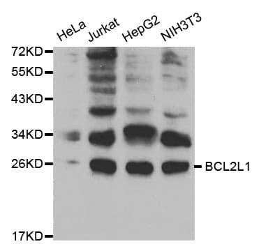 BCL2L1 / BCL-XL Antibody