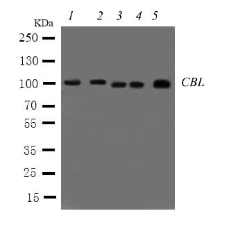 c-CBL Antibody (aa863-877)