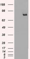 SCYL3 Antibody (clone OTI7E7)