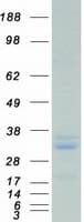 Human PRDX4 / Peroxiredoxin 4 Protein (Recombinant Myc-DDK (Flag))