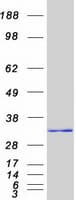 Human HMG2 / HMGB2 Protein (Recombinant Myc-DDK (Flag))