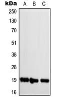 Polyclonal Rabbit anti-Human NBL1 / DAN Antibody (C-Terminus, IF, WB)