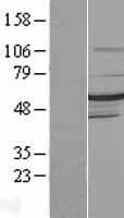 DMAP1 Protein (Over-Expression Lysate Myc-DDK (Flag))