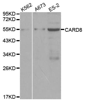 CARD8 / Cardinal / TUCAN Antibody