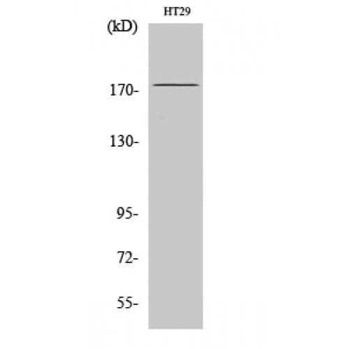 IRS1 Antibody (570-650 aa)