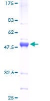Human ATF3 Protein (Recombinant GST)