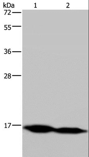 NDUFA13 / GRIM19 Antibody