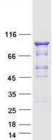 Human GMEB1 Protein (Recombinant Myc-DDK (Flag))
