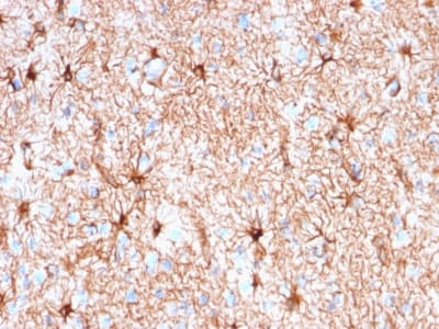 GFAP Antibody (clone rASTRO/789, Azide-free, Carrier-free)
