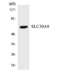 SLC30A9 / ZNT9 Antibody (aa153-202)