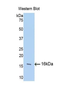 FGF13 Antibody (aa108-227, PE)