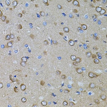 Gm13125 Antibody