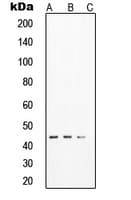 SOX17 Antibody (Internal)