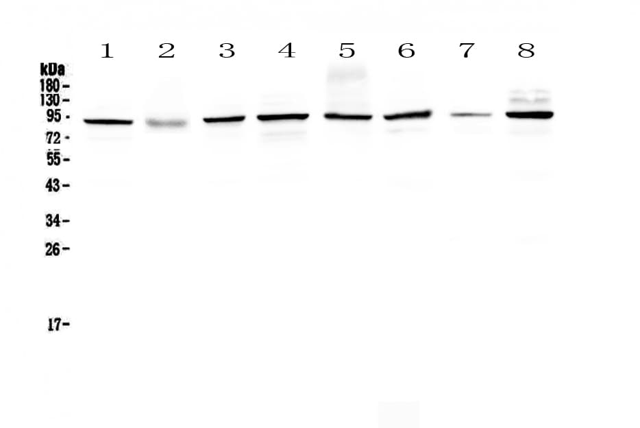 SAE2 / UBA2 Antibody