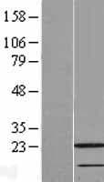 CRADD / RAIDD Protein (Over-Expression Lysate Myc-DDK (Flag))