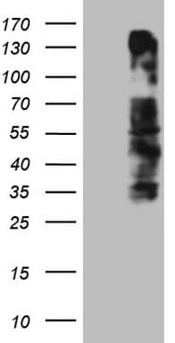 OSGIN2 Antibody (aa1-250, clone OTI7D12)