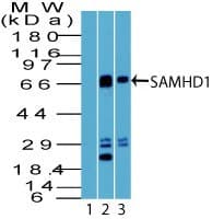 SAMHD1 Antibody (aa1-50)
