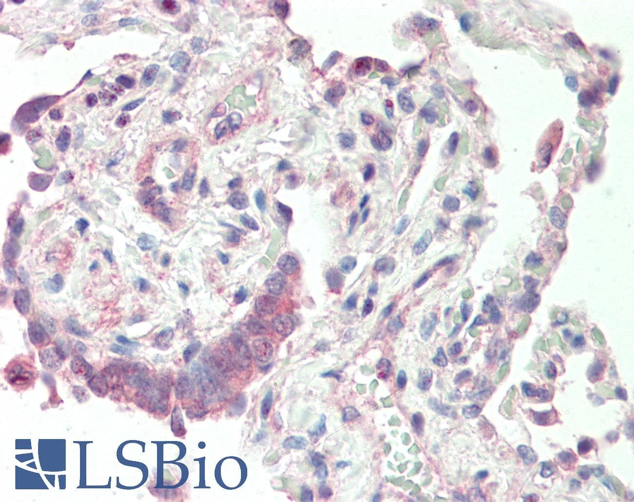 DEGS1 Antibody (N-Terminus)