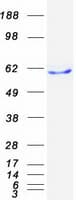 Human BTN1A1 Protein (Recombinant Myc-DDK (Flag))